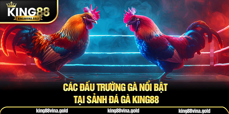 Các đấu trường gà nổi bật tại Sảnh