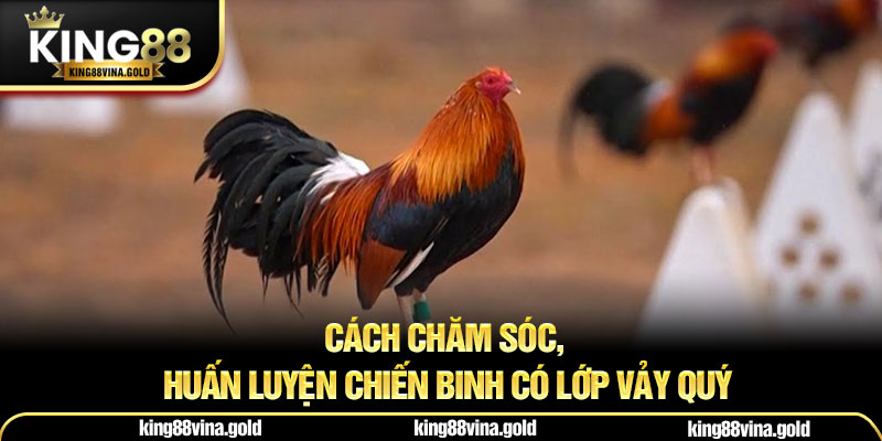 Cách chăm sóc, huấn luyện chiến binh có lớp vảy quý