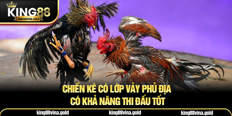 Chiến kê có lớp vảy phủ địa có khả năng thi đấu tốt