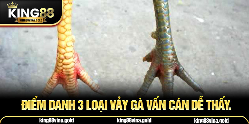Điểm danh 3 loại vảy gà vấn cán dễ thấy.