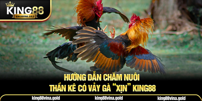 Hướng dẫn chăm nuôi thần kê có vảy gà “xịn” King88