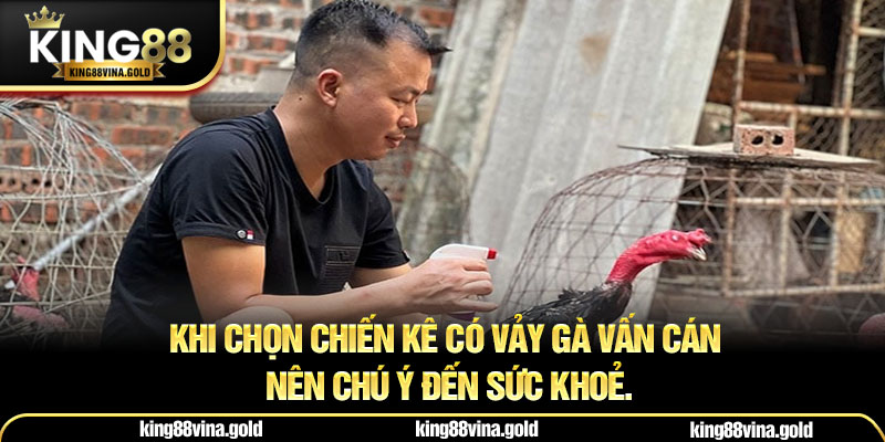 Khi chọn chiến kê có vảy gà vấn cán nên chú ý đến sức khoẻ.