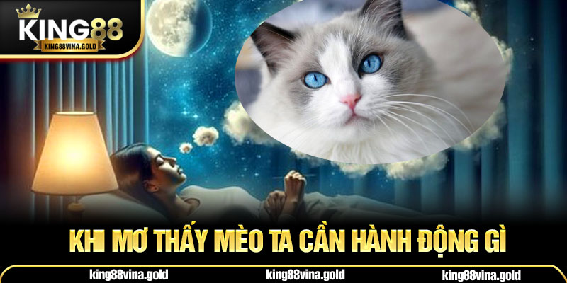 Người chơi lô đề cần ghi nhớ khi mơ thấy mèo