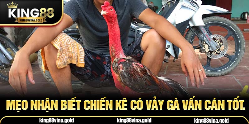 Mẹo nhận biết chiến kê có vảy gà vấn cán tốt.