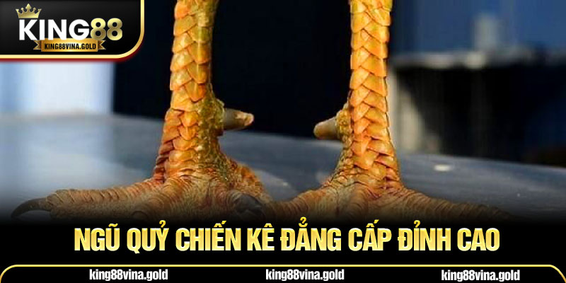 Ngũ quỷ chiến kê đẳng cấp đỉnh cao