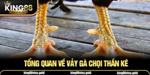 Tổng quan về vảy gà chọi thần kê
