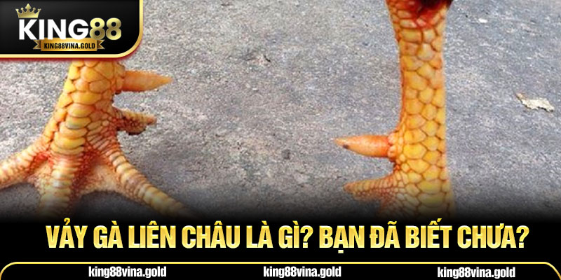 Vảy gà liên châu là gì? Bạn đã biết chưa?