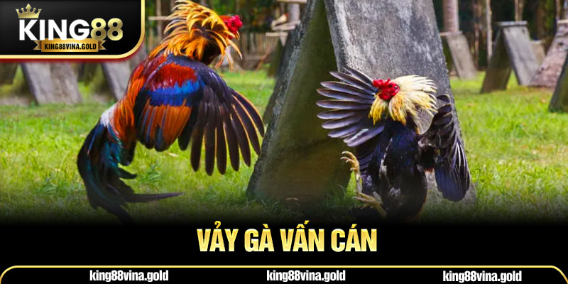 Vảy Gà Vấn Cán