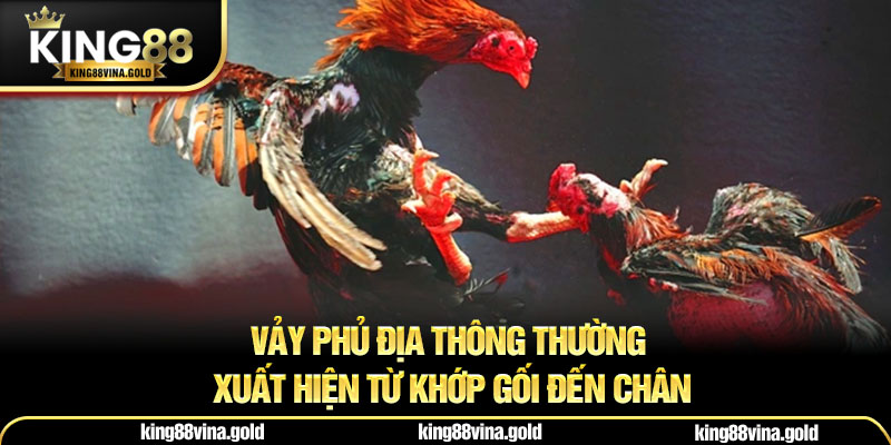 Vảy phủ địa thông thường xuất hiện từ khớp gối đến chân