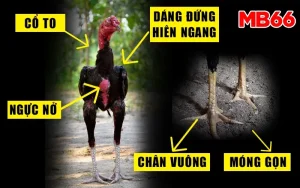 MB66 | Đá Gà Đòn C1 – Giải Đấu Quy Tụ Những Chiến Kê Dũng Mãnh Và Gan Lì