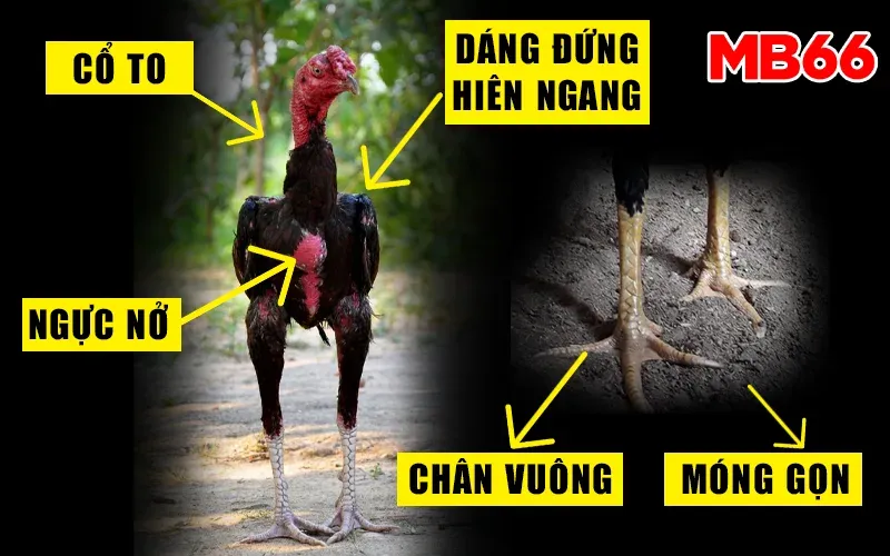 MB66 | Đá Gà Đòn C1 – Giải Đấu Quy Tụ Những Chiến Kê Dũng Mãnh Và Gan Lì